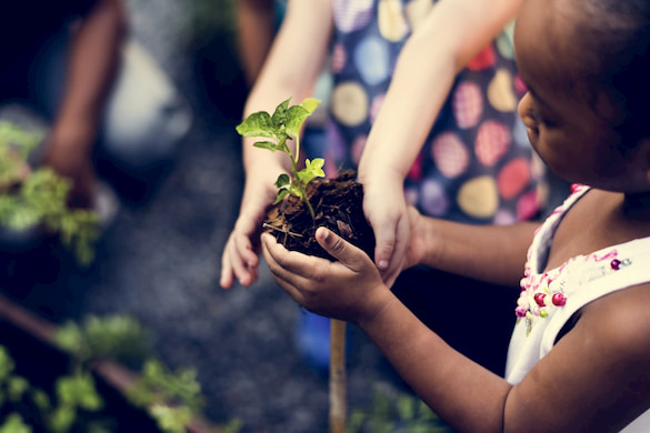 a child holds a seedling on a school field trip