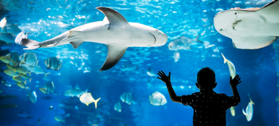 a child marvels at a tank of sharks and rays at the Florida Aquarium