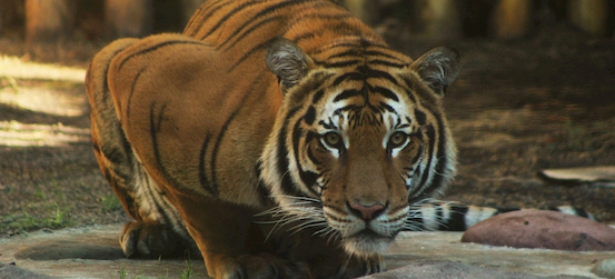 a tiger crouches at Big Cat Rescue in Tampa